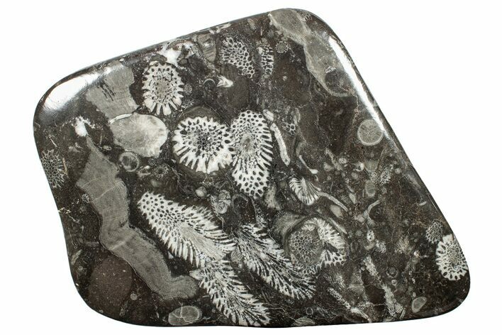 Polished Devonian Fossil Coral and Bryozoan Plate - Morocco #255604